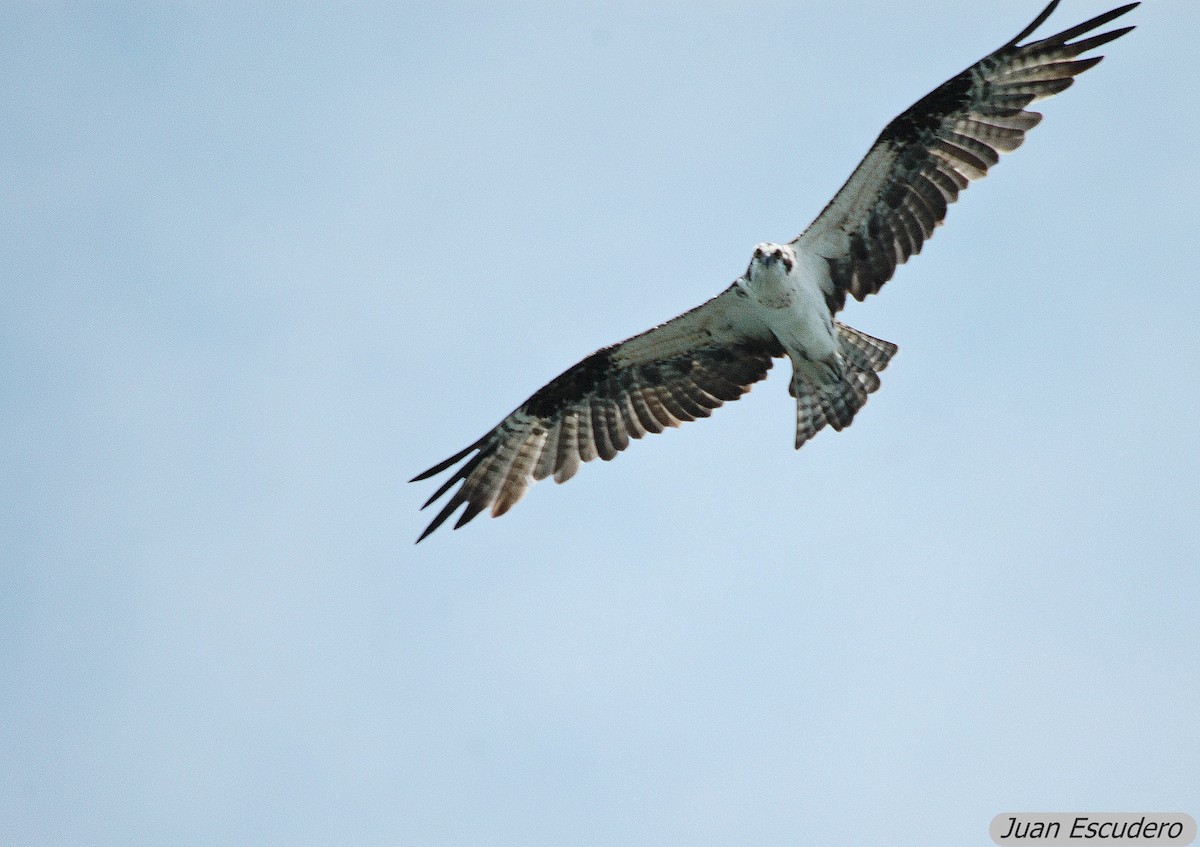 Osprey - Juan Escudero