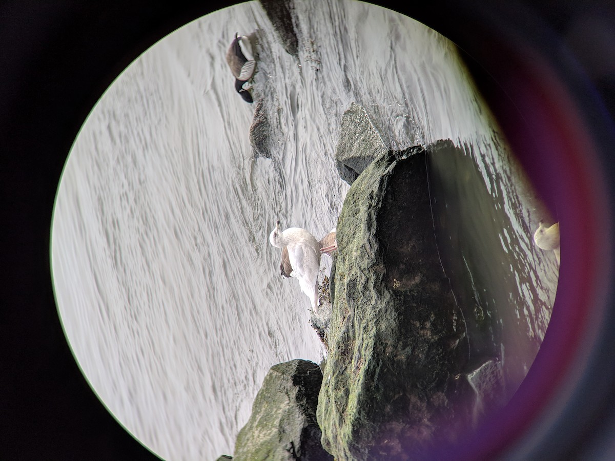 Iceland Gull - ML142437531