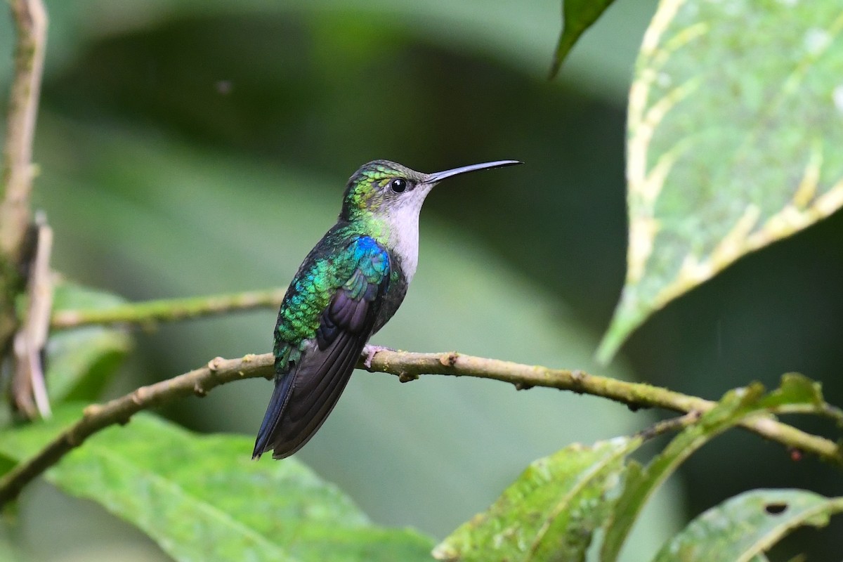 Crowned Woodnymph (Green-crowned) - ML142437821