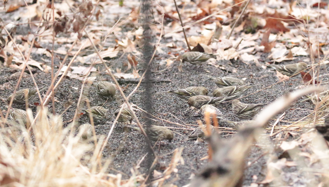 Pine Siskin - Paul Jacyk