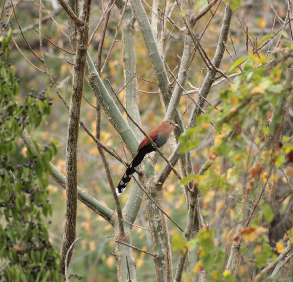 Squirrel Cuckoo - ML142438161