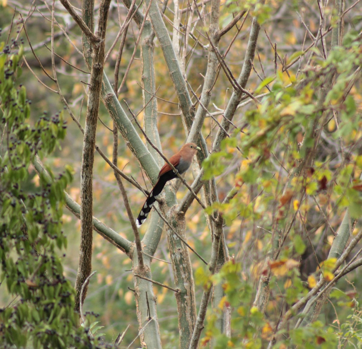 Squirrel Cuckoo - ML142438211