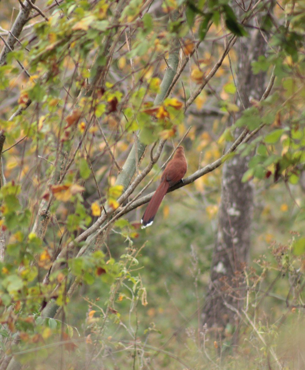 Squirrel Cuckoo - ML142438261