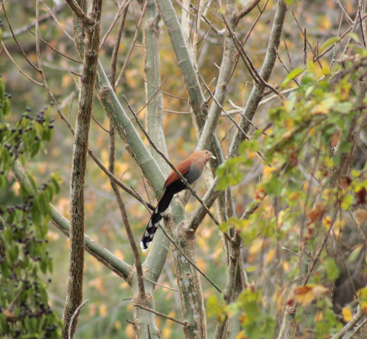 Squirrel Cuckoo - ML142438271