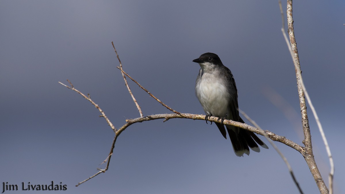 Eastern Kingbird - ML142438911