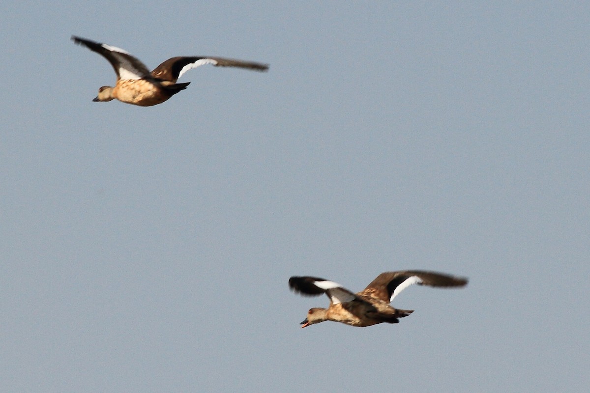 Crested Duck - ML142439281