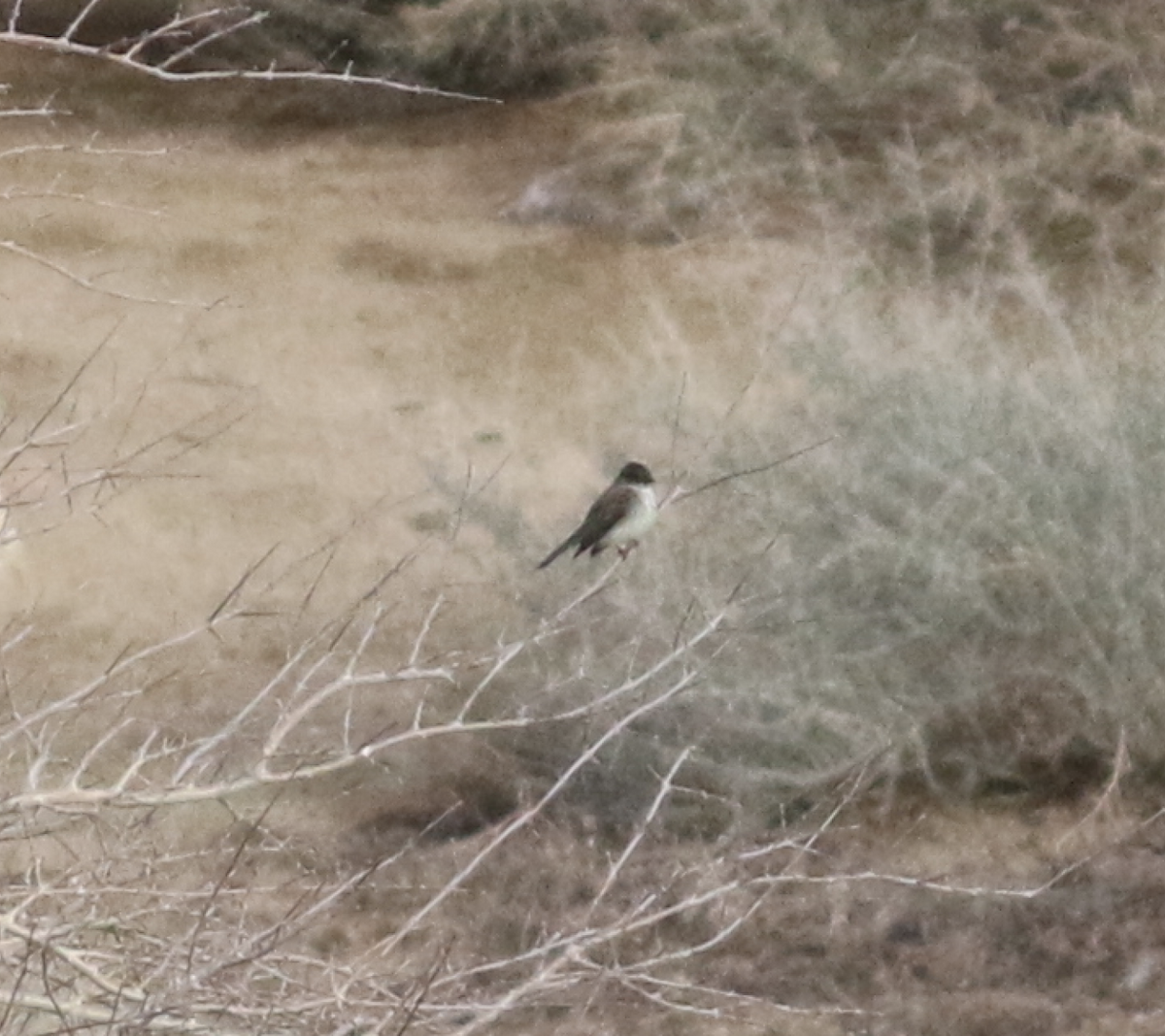 Eastern Phoebe - Lance Benner