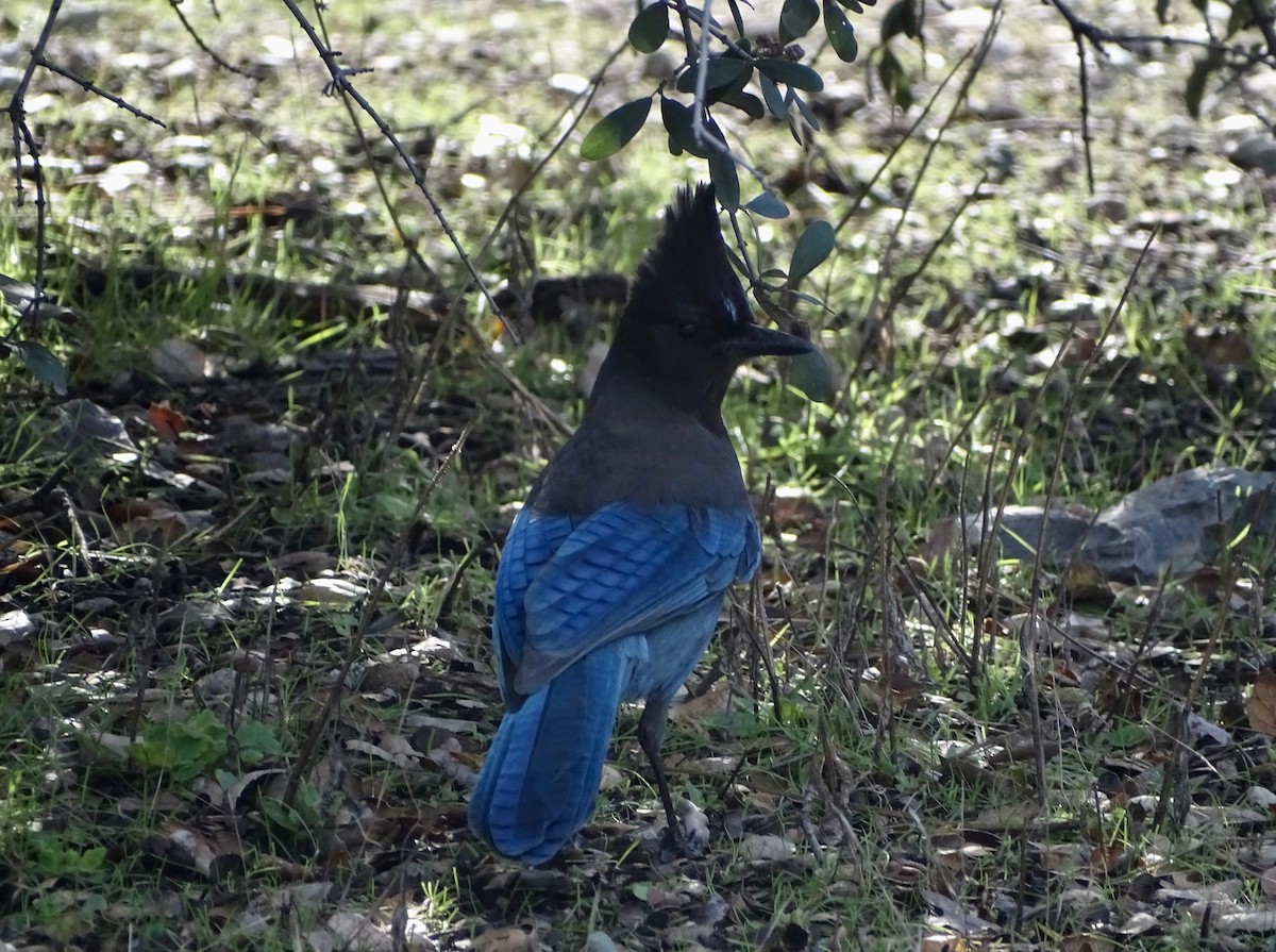 Steller's Jay - Jeffrey Roth