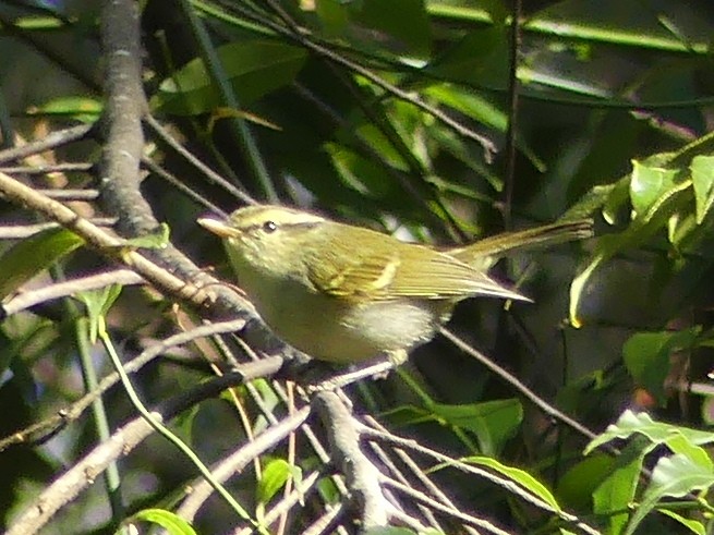 Davison's Leaf Warbler - ML142443651