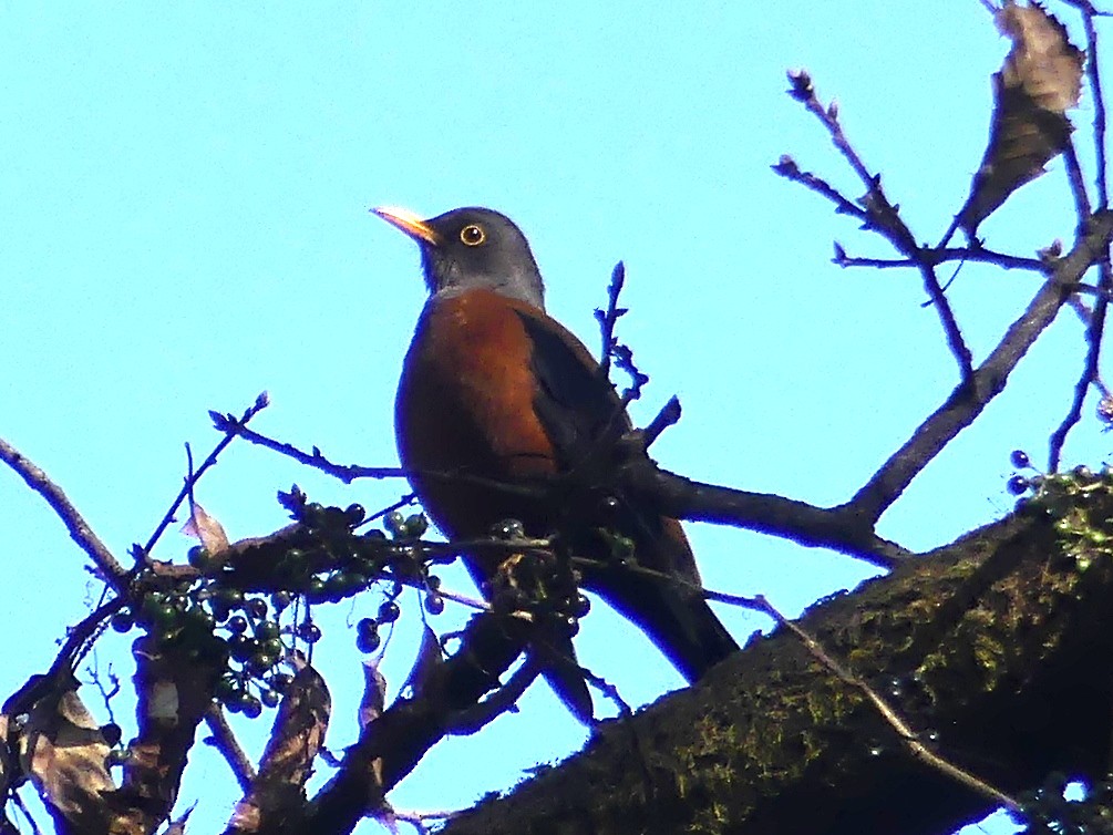 Chestnut Thrush - ML142443781