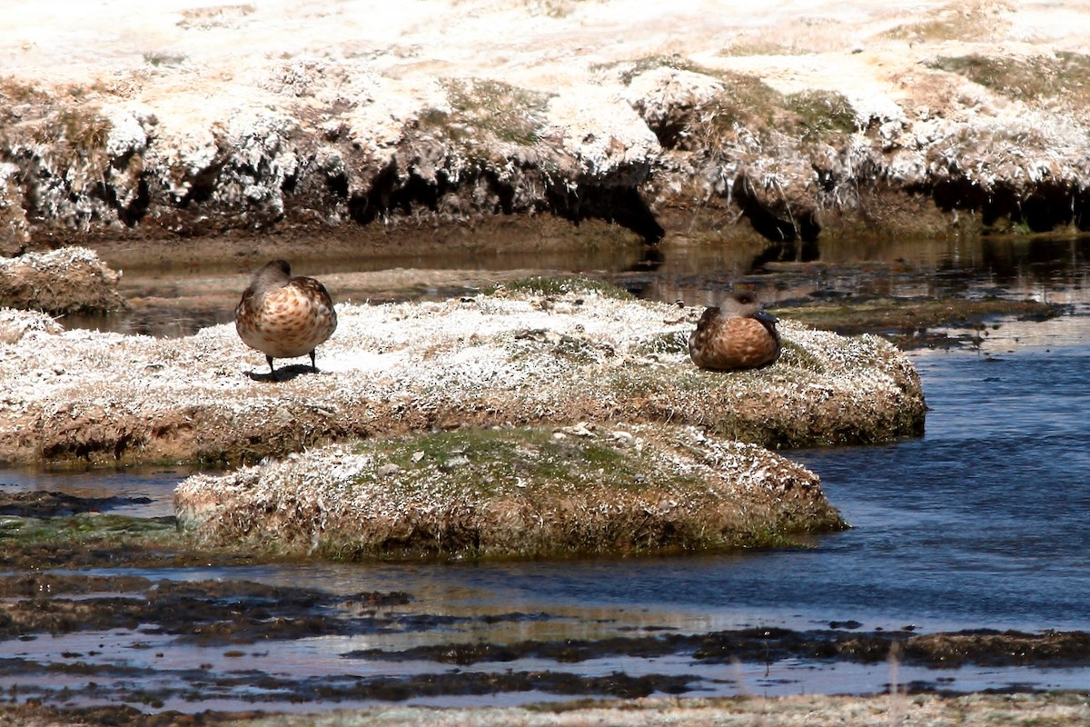 Crested Duck - ML142444391