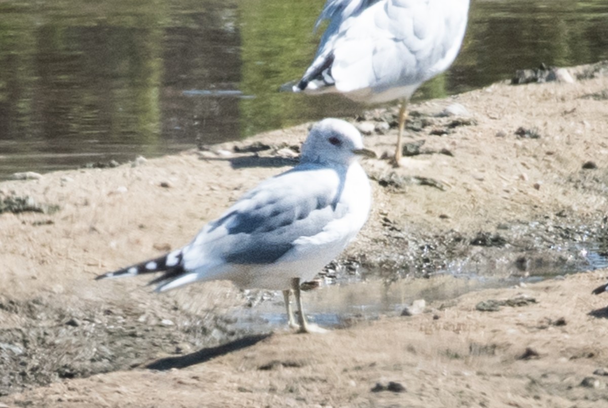 Short-billed Gull - ML142444991
