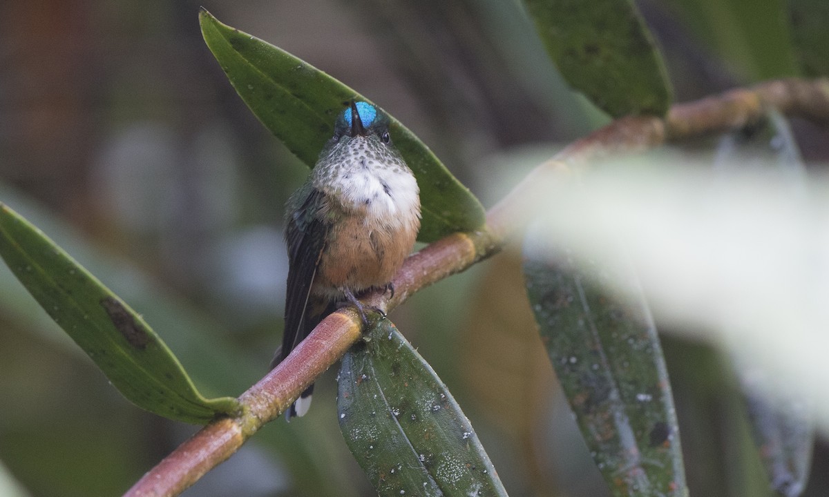 Violet-tailed Sylph - Steve Kelling