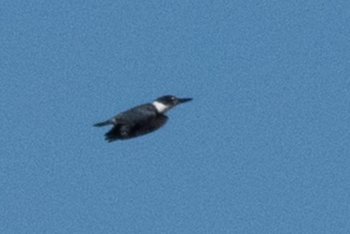 Belted Kingfisher - ML142446211