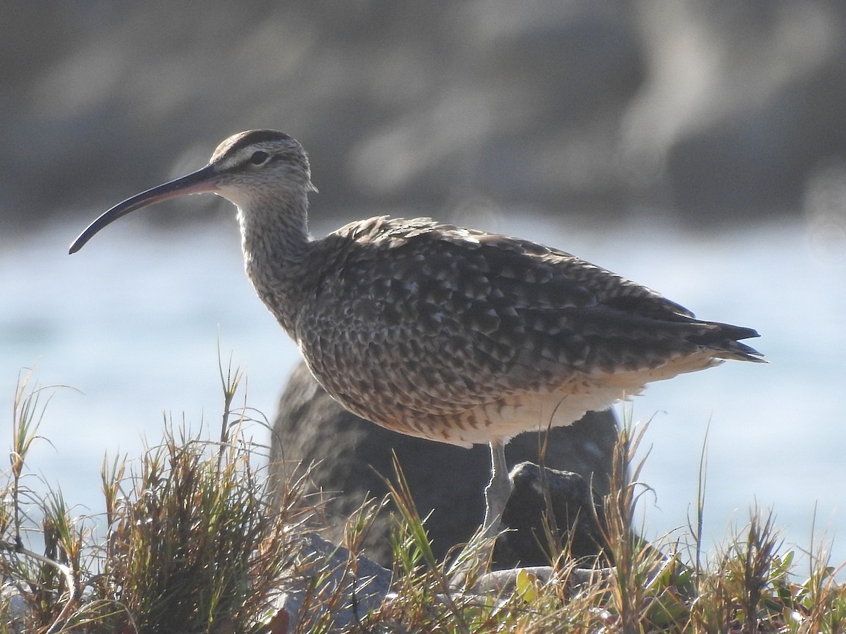 Whimbrel - Glenda Tromp