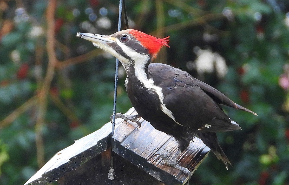 Pileated Woodpecker - Ron Furnish