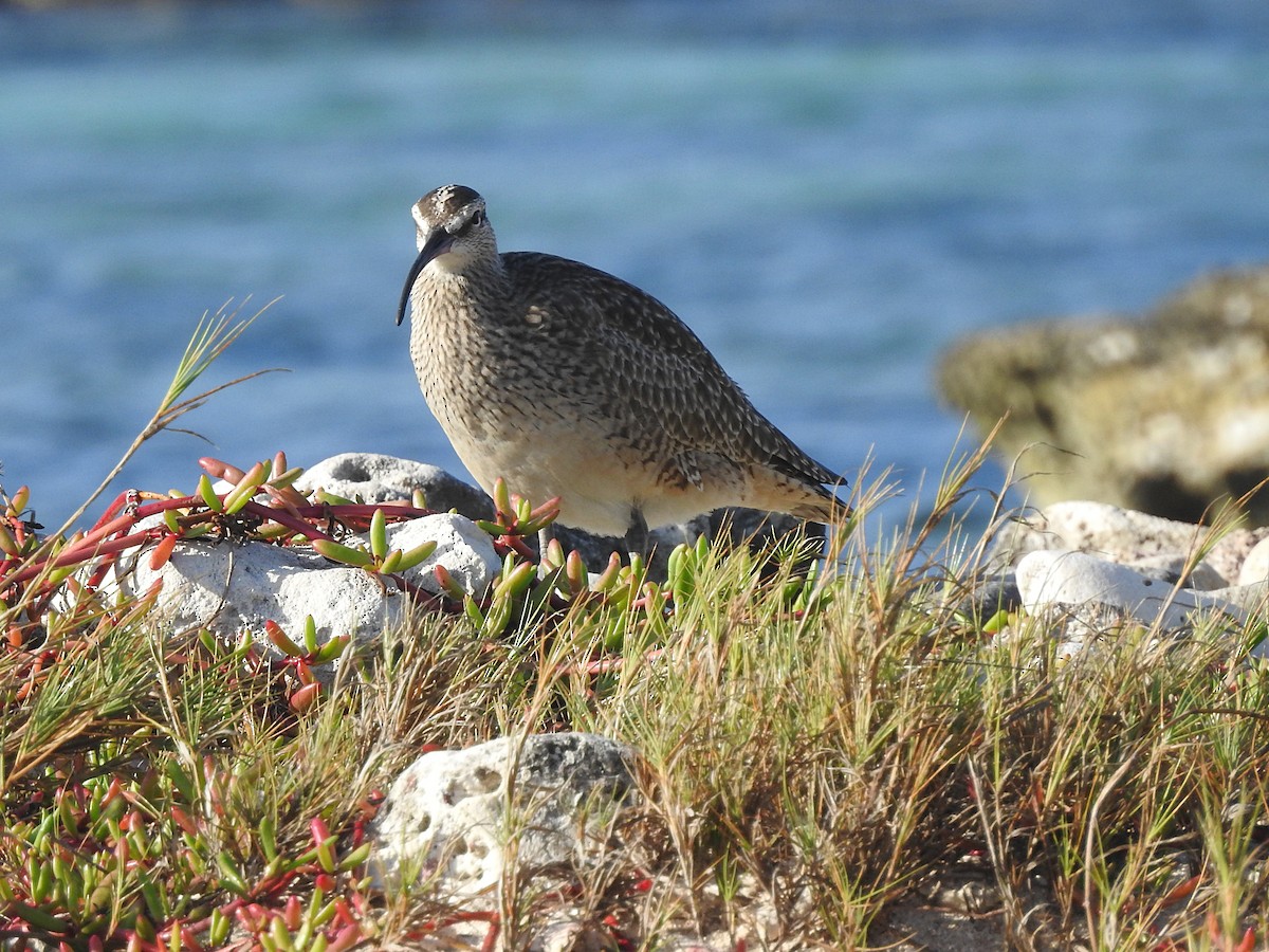 Whimbrel - Glenda Tromp