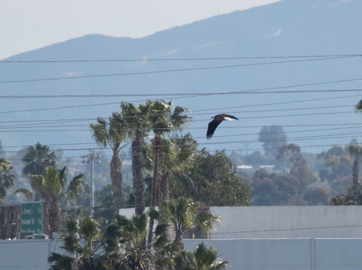 Bald Eagle - ML142446871