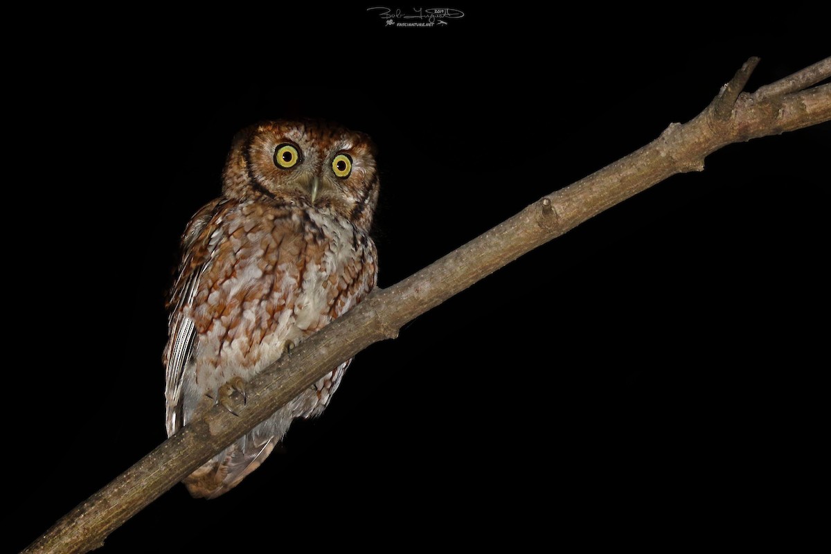 Eastern Screech-Owl - ML142447631