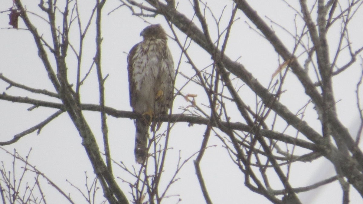 Cooper's Hawk - Peter Gagarin