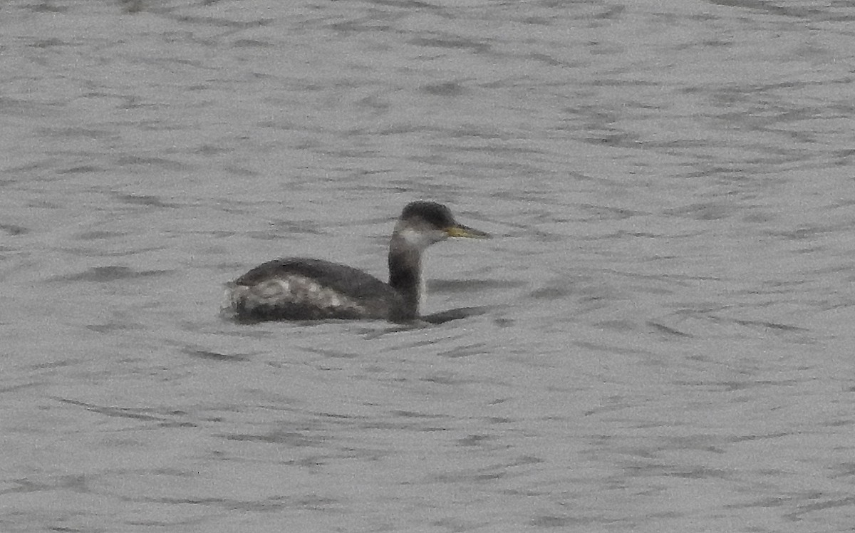 Red-necked Grebe - Richard Guthrie