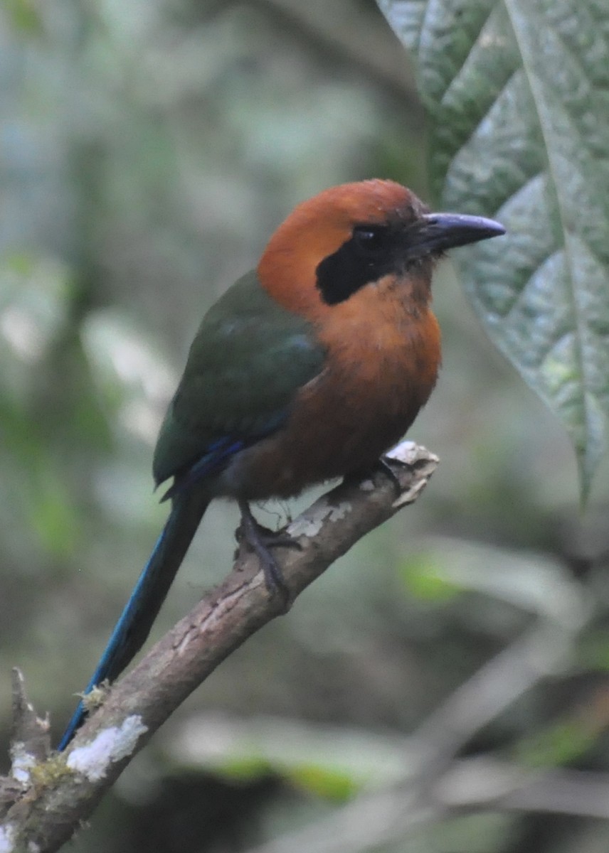 Rufous Motmot - ML142449121