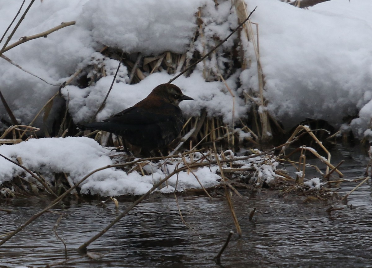 Rusty Blackbird - ML142449391