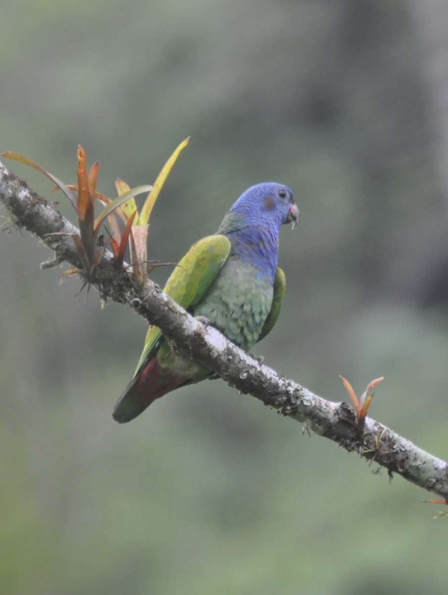 Blue-headed Parrot - ML142449471