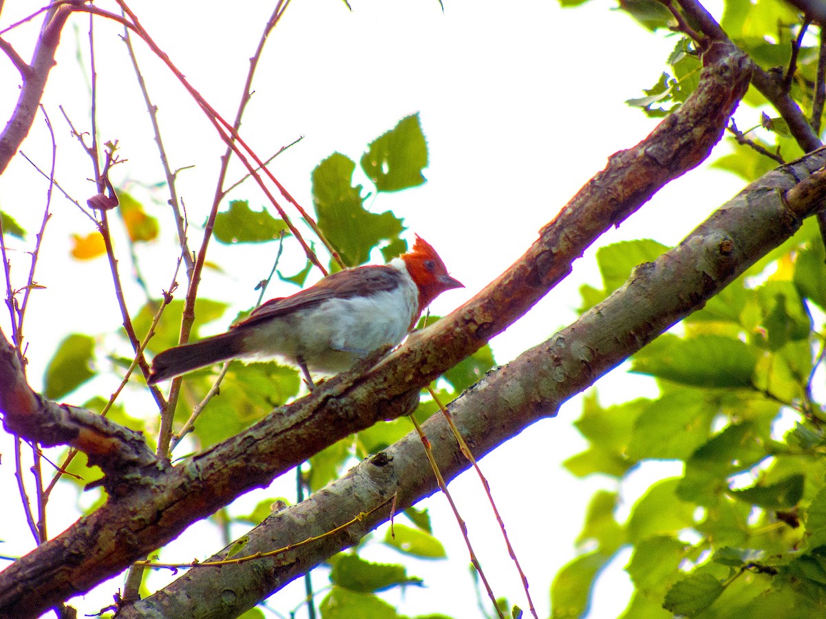 Red-crested Cardinal - ML142449931