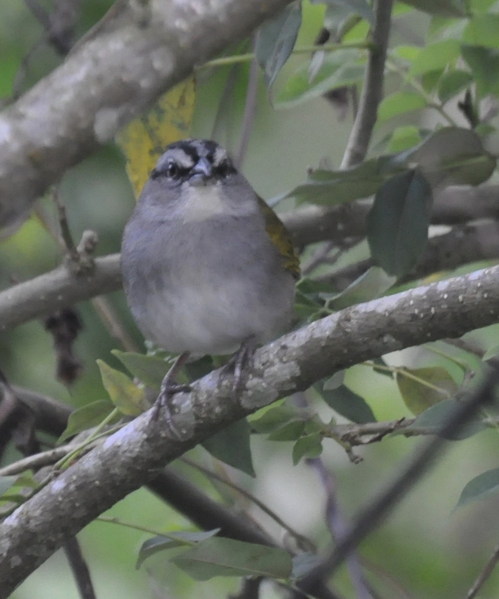 Black-striped Sparrow - ML142450201