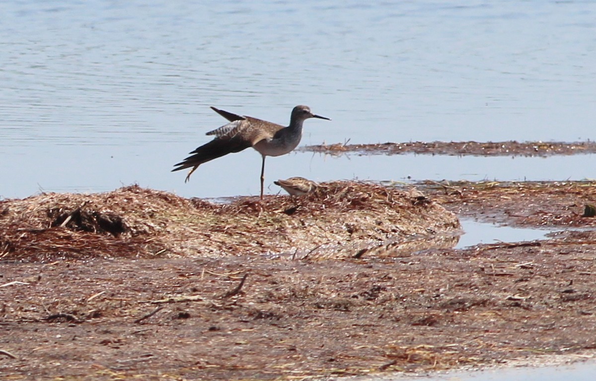 Lesser Yellowlegs - ML142451371