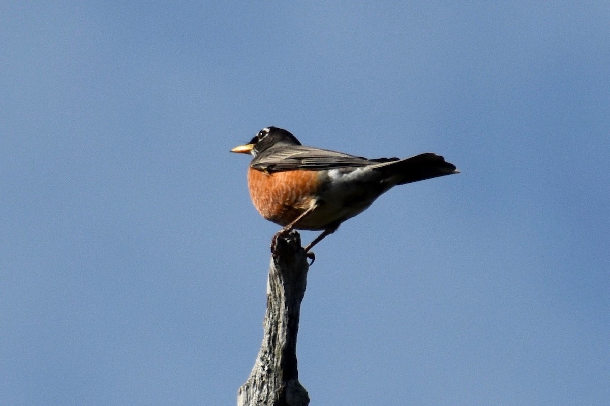 American Robin - ML142451411