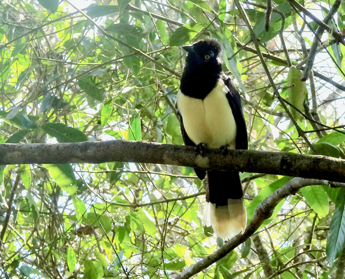 Plush-crested Jay - ML142453861