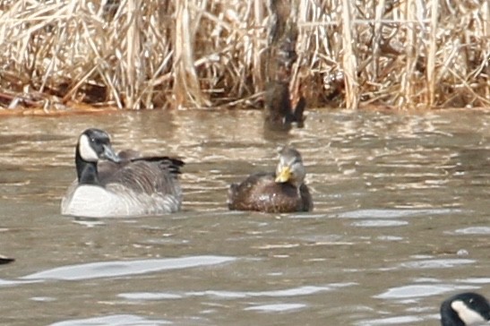 American Black Duck - ML142454321
