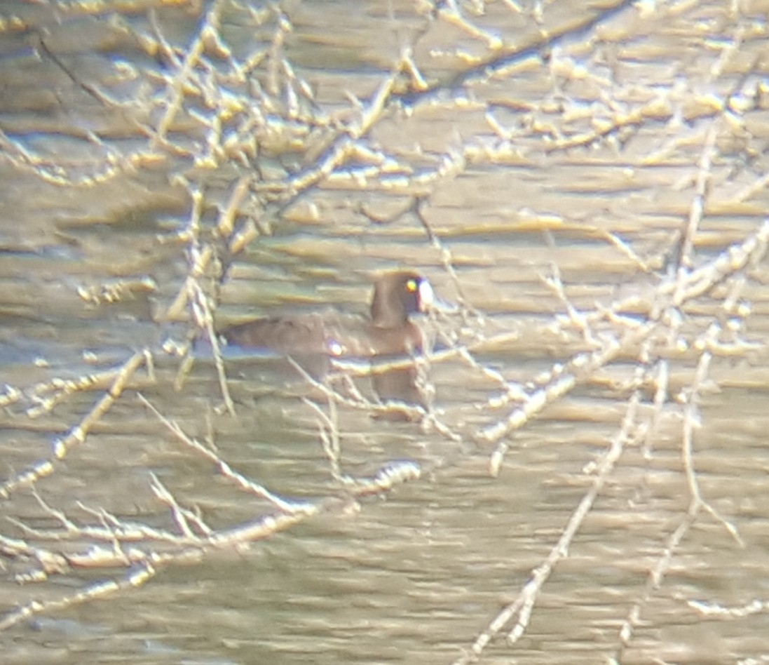 Greater Scaup - ML142454431