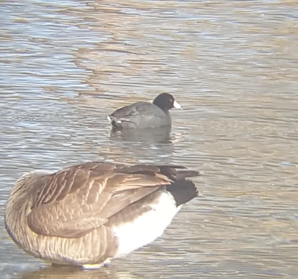 American Coot - ML142454521