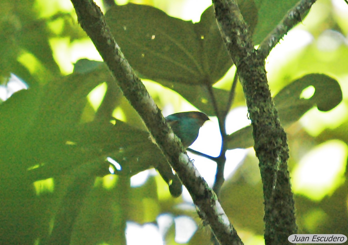 Rufous-cheeked Tanager - ML142454711