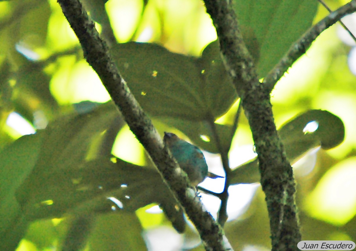 Rufous-cheeked Tanager - ML142454721