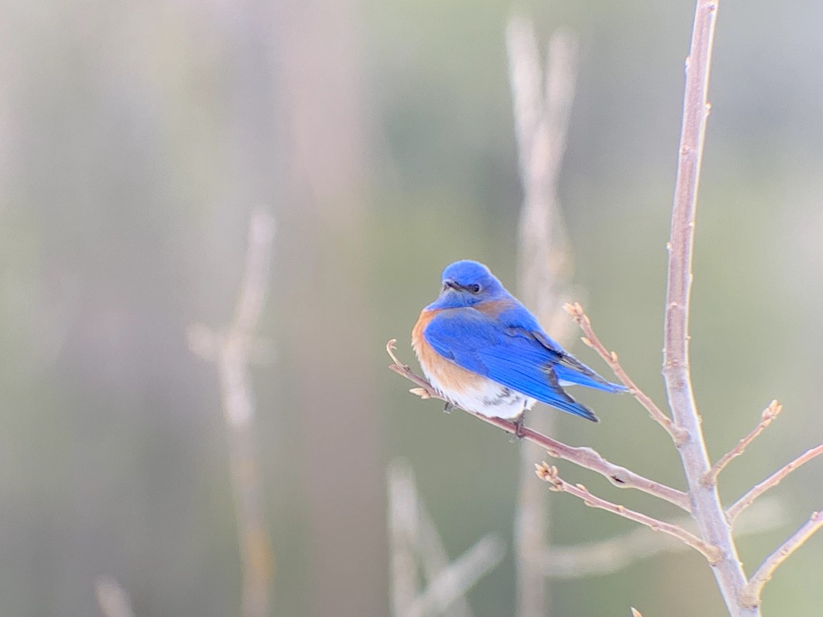 Western Bluebird - Rob Fowler