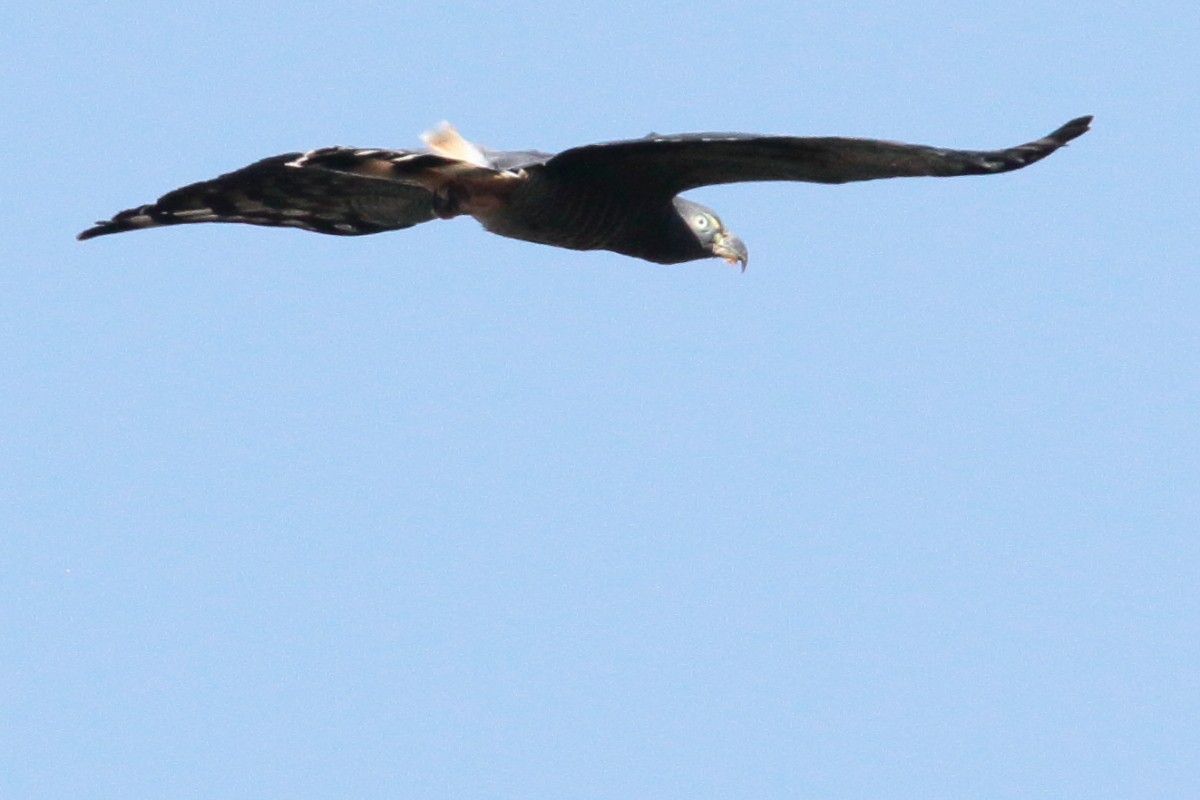 Hook-billed Kite - Carlos Contreras Terrazas