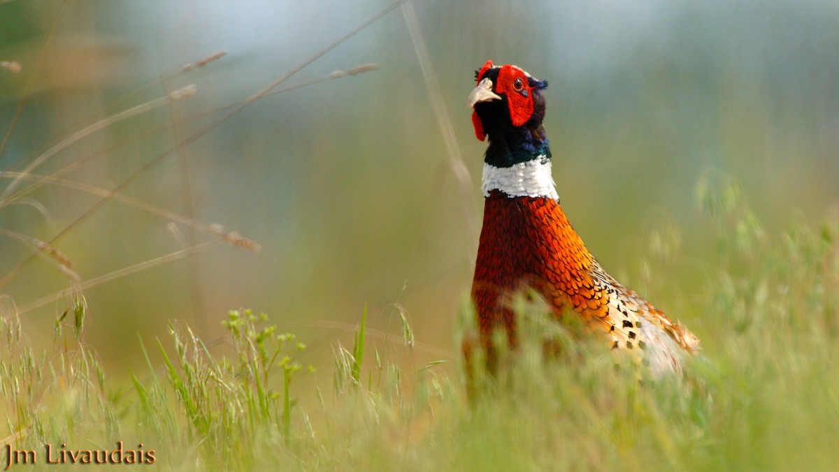 Ring-necked Pheasant - James Livaudais