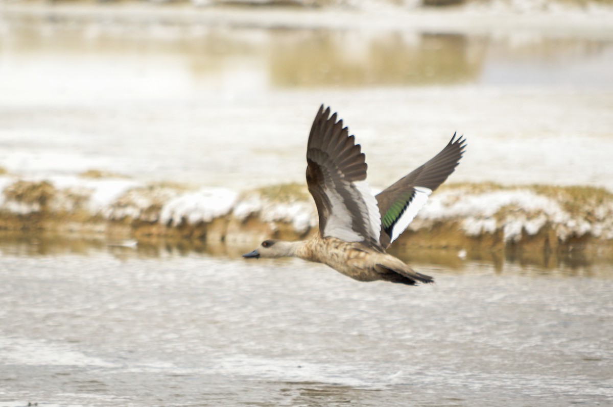 Crested Duck - Benjamin Gallardo