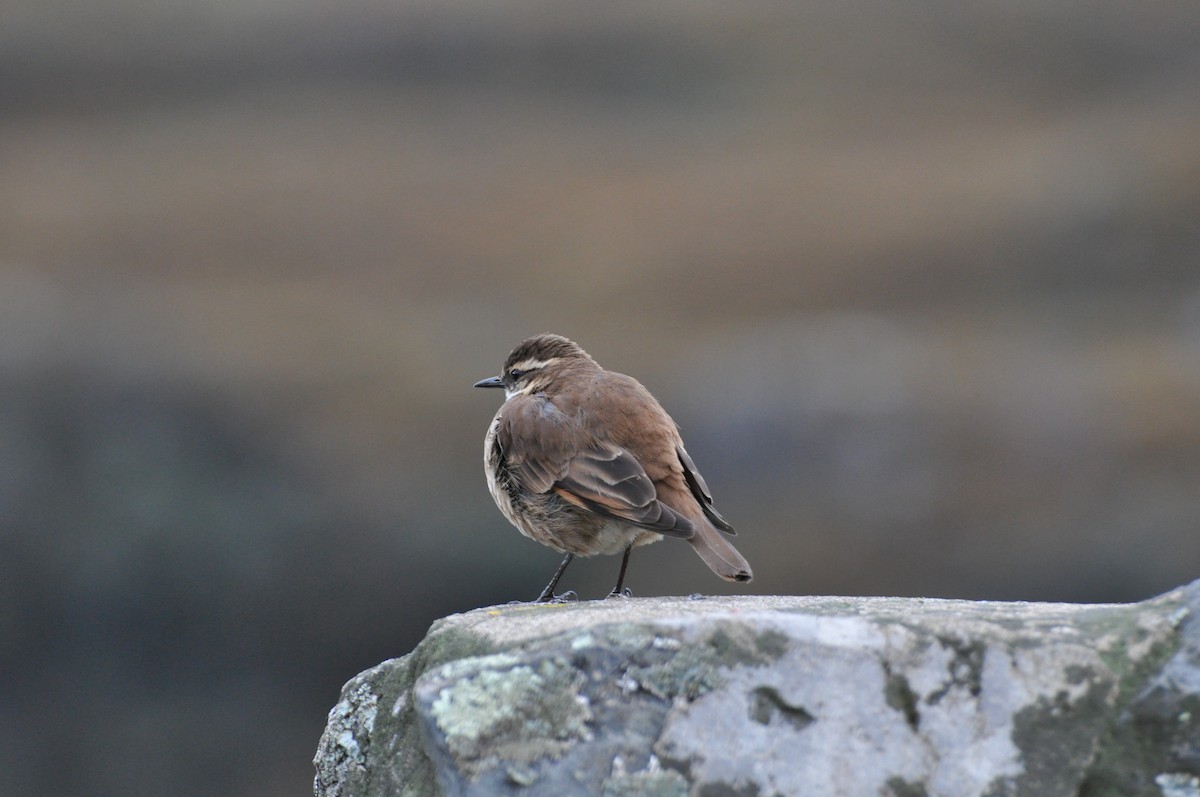 Chestnut-winged Cinclodes - Lucas Foerster