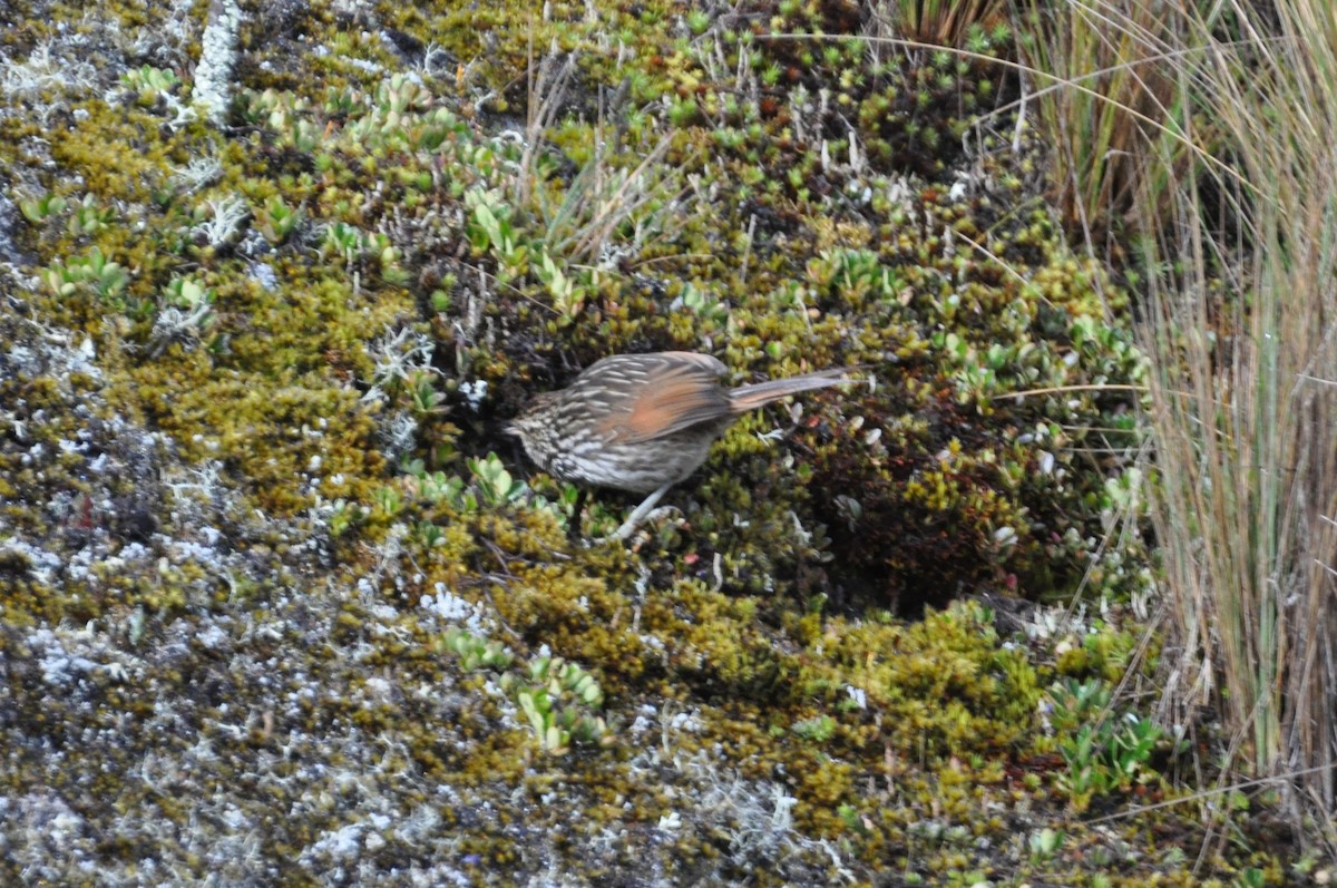 Many-striped Canastero - Lucas Foerster