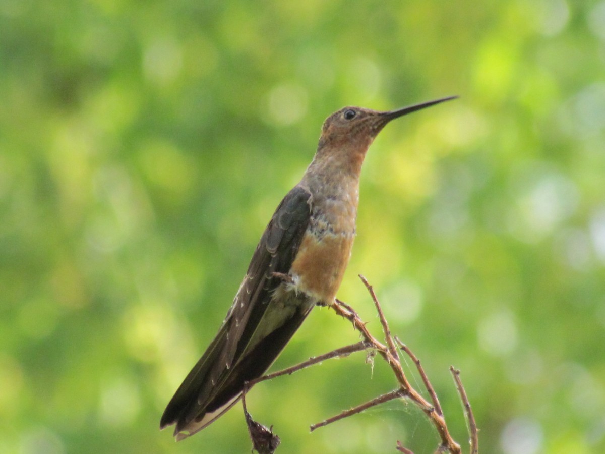 Giant Hummingbird - ML142461811