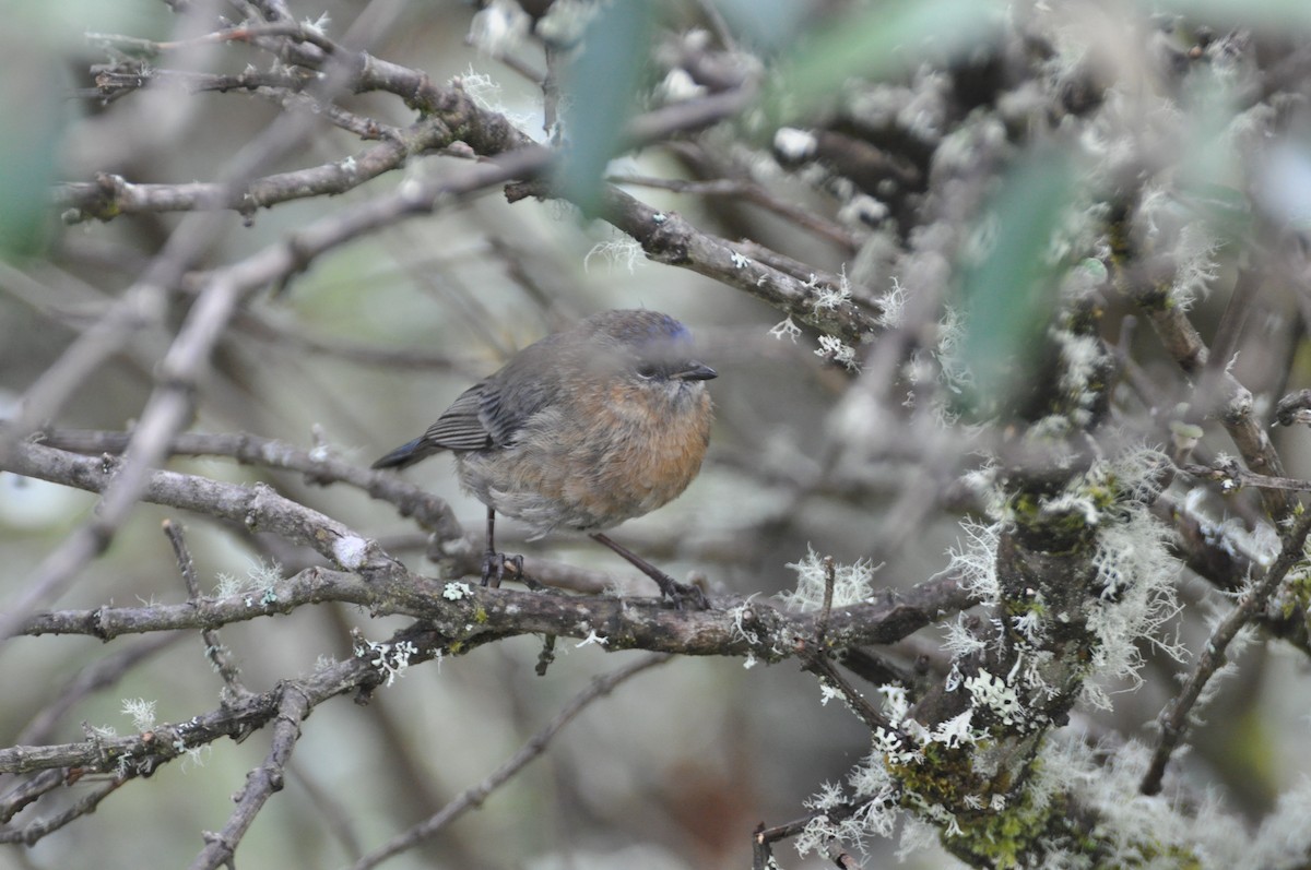 Tit-like Dacnis (petersi/bella) - Lucas Foerster