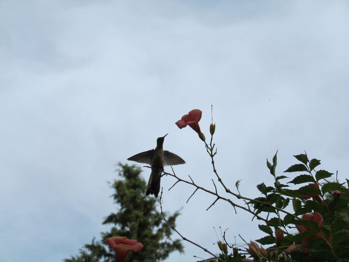 Giant Hummingbird - ML142461911