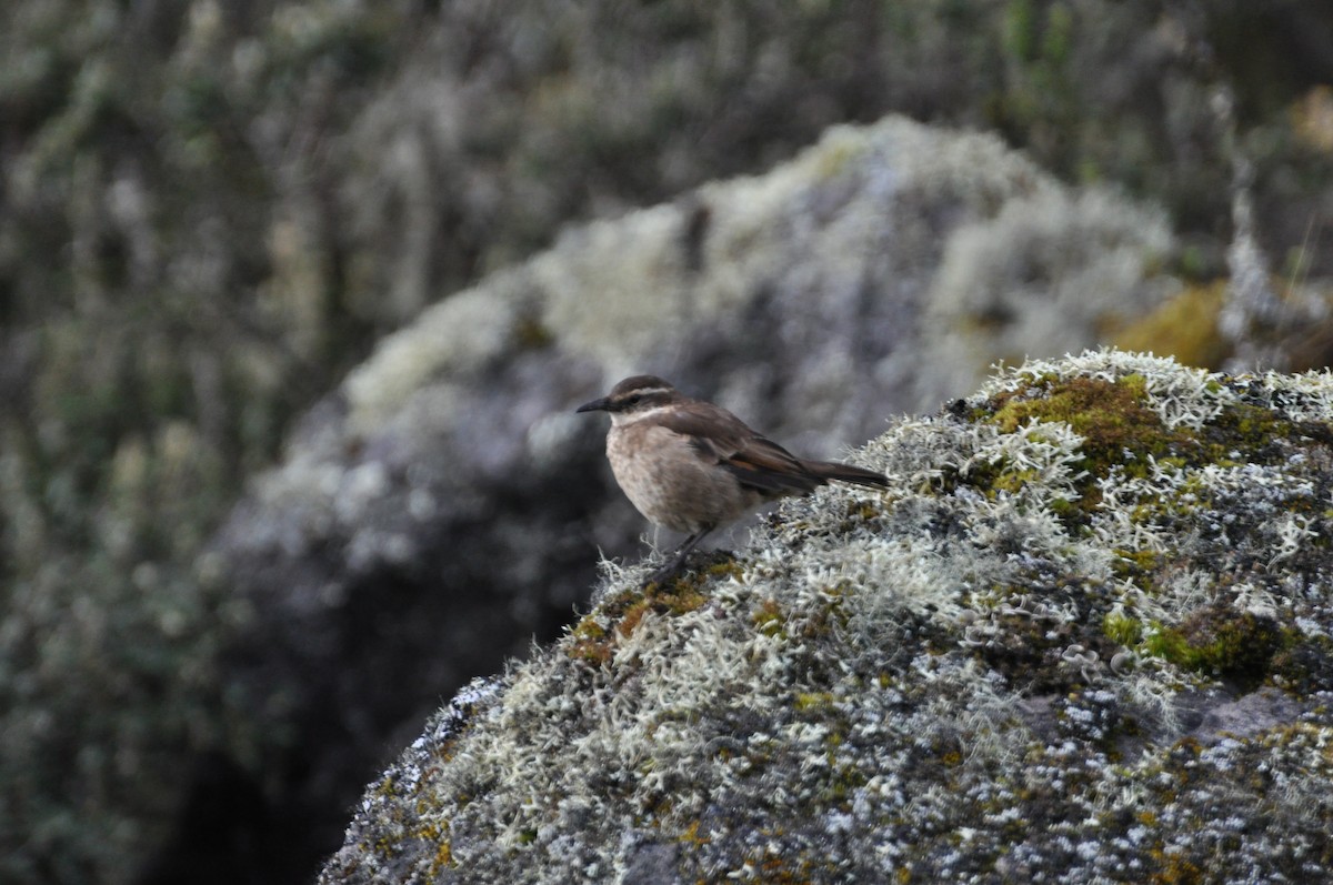 Stout-billed Cinclodes - Lucas Foerster