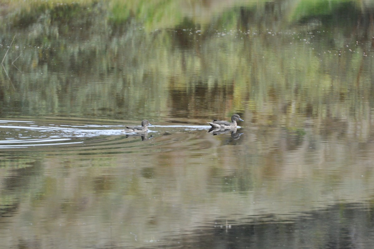 Andean Teal (Andean) - Lucas Foerster