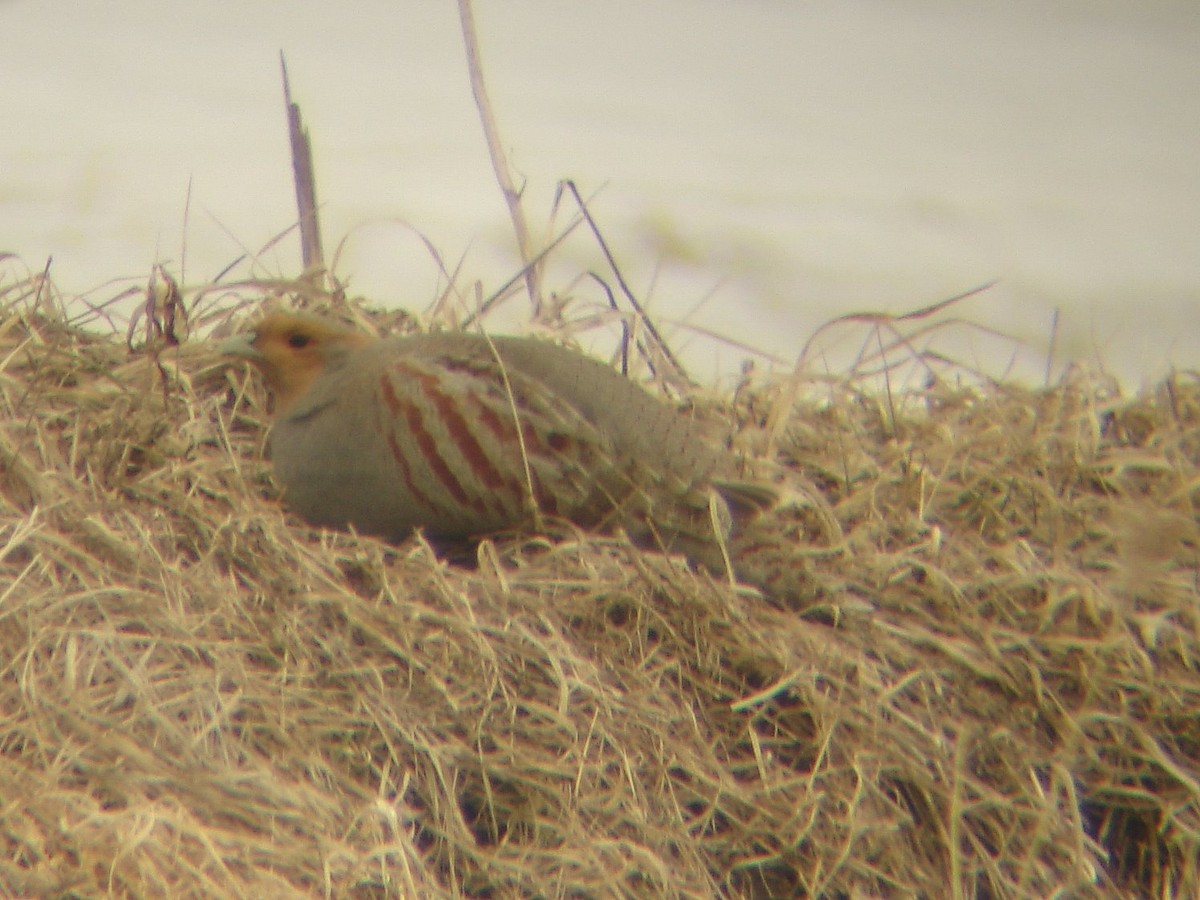 Gray Partridge - ML142462591